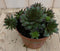 3 stuks! Rotsplant Sedum rood