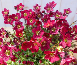 3 stuks! Saxifraga rood vaste plant