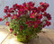 3 stuks! Saxifraga rood vaste plant