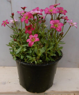 3 stuks! Saxifraga roze