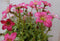 3 stuks! Saxifraga roze