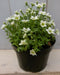 3 stuks! Saxifraga wit