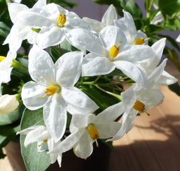 3 stuks! Solanum jasminoides