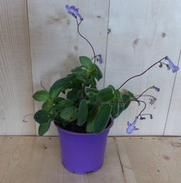 3 stuks! Streptocarpus