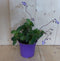 3 stuks! Streptocarpus