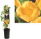 3 stuks - Van der starre - Klimplant Campsis radicans Flava 75 cm