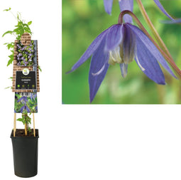 3 stuks - Van der starre - Klimplant Clematis alpina 75 cm