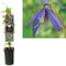 3 stuks - Van der starre - Klimplant Clematis alpina 75 cm