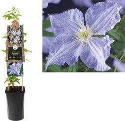 3 stuks - Van der starre - Klimplant Clematis Blue Angel 75 cm