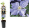 3 stuks - Van der starre - Klimplant Clematis Blue Angel 75 cm