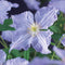 3 stuks - Van der starre - Klimplant Clematis Blue Angel 75 cm