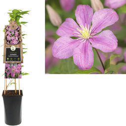 3 stuks - Van der starre - Klimplant Clematis Comtesse de Bouchau...