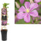 3 stuks - Van der starre - Klimplant Clematis Comtesse de Bouchau...