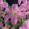3 stuks - Van der starre - Klimplant Clematis Comtesse de Bouchau...