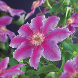 3 stuks - Van der starre - Klimplant Clematis Dr. Ruppel 75 cm