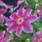 3 stuks - Van der starre - Klimplant Clematis Dr. Ruppel 75 cm