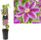 3 stuks - Van der starre - Klimplant Clematis Dr. Ruppel 75 cm