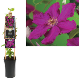 3 stuks - Van der starre - Klimplant Clematis Ernest Markham 75 cm