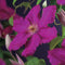 3 stuks - Van der starre - Klimplant Clematis Ernest Markham 75 cm