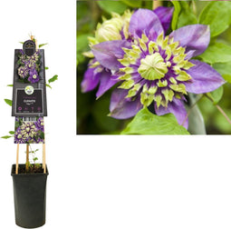 3 stuks - Van der starre - Klimplant Clematis florida Taiga PBR 7...