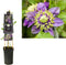 3 stuks - Van der starre - Klimplant Clematis florida Taiga PBR 7...