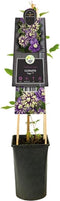3 stuks - Van der starre - Klimplant Clematis florida Taiga PBR 7...