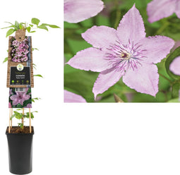 3 stuks - Van der starre - Klimplant Clematis Hagley Hybrid 75 cm
