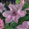 3 stuks - Van der starre - Klimplant Clematis Hagley Hybrid 75 cm