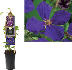 3 stuks - Van der starre - Klimplant Clematis Jackmanii 75 cm