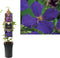 3 stuks - Van der starre - Klimplant Clematis Jackmanii 75 cm