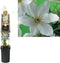 3 stuks - Van der starre - Klimplant Clematis Joe 75 cm
