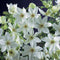 3 stuks - Van der starre - Klimplant Clematis Joe 75 cm