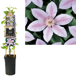 3 stuks - Van der starre - Klimplant Clematis John Paul II 75 cm