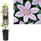 3 stuks - Van der starre - Klimplant Clematis John Paul II 75 cm