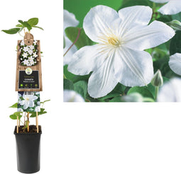 3 stuks - Van der starre - Klimplant Clematis Madame Le Coultre 7...
