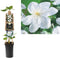 3 stuks - Van der starre - Klimplant Clematis Madame Le Coultre 7...
