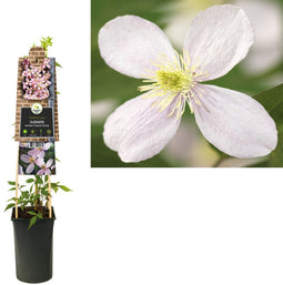 3 stuks - Van der starre - Klimplant Clematis montana Fragrant Sp...