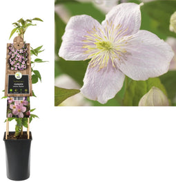 3 stuks - Van der starre - Klimplant Clematis montana Mayleen 75 cm