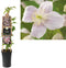 3 stuks - Van der starre - Klimplant Clematis montana Mayleen 75 cm