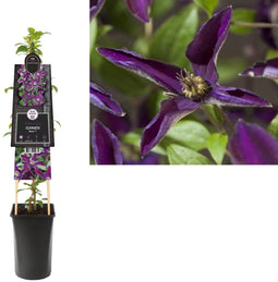 3 stuks - Van der starre - Klimplant Clematis Noora PBR 75 cm