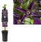 3 stuks - Van der starre - Klimplant Clematis Noora PBR 75 cm