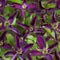 3 stuks - Van der starre - Klimplant Clematis Noora PBR 75 cm