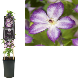 3 stuks - Van der starre - Klimplant Clematis Pernille PBR 75 cm