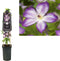 3 stuks - Van der starre - Klimplant Clematis Pernille PBR 75 cm