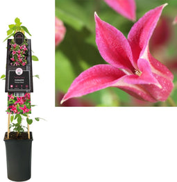 3 stuks - Van der starre - Klimplant Clematis Princess Diana 75 cm