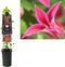 3 stuks - Van der starre - Klimplant Clematis Princess Diana 75 cm