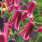 3 stuks - Van der starre - Klimplant Clematis Princess Diana 75 cm