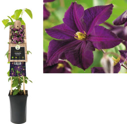 3 stuks - Van der starre - Klimplant Clematis Romantika 75 cm