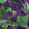 3 stuks - Van der starre - Klimplant Clematis Romantika 75 cm