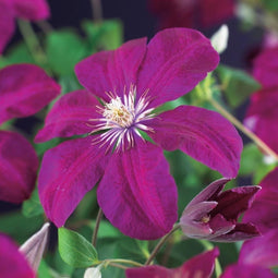 3 stuks - Van der starre - Klimplant Clematis Rouge Cardinal 75 cm
